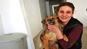  Gönüllü hayvan severler bir araya geldi