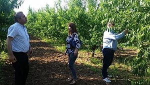 Bayramiç beyazı, yurt dışına açılıyor