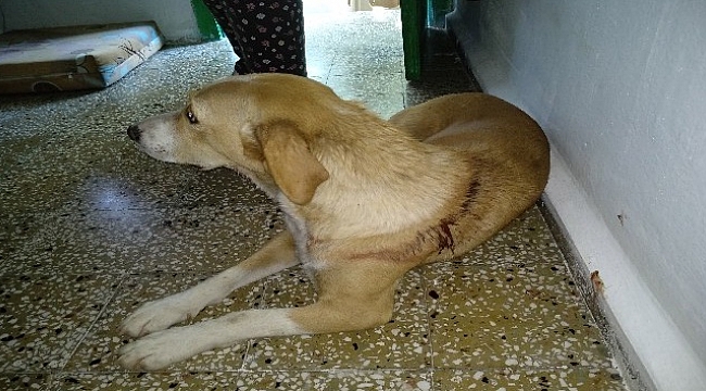 İşkence gören sokak köpeğine hayvan severler sahip çıktı