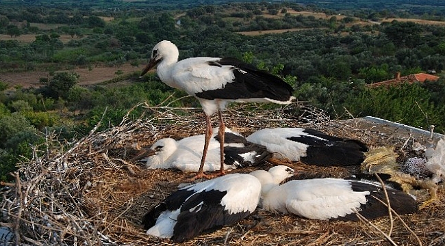 Tepedeki büyük aile...