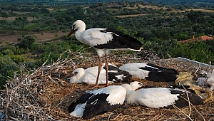Tepedeki büyük aile...