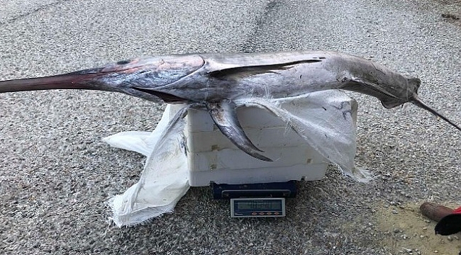 2 metre 30 santim boyunda kılıç balığı yakaladılar