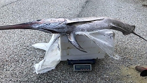 2 metre 30 santim boyunda kılıç balığı yakaladılar