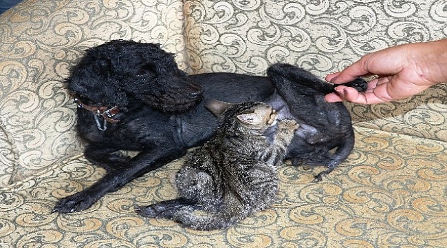 Köpek yavru kediyi emzirip, annelik yapıyor