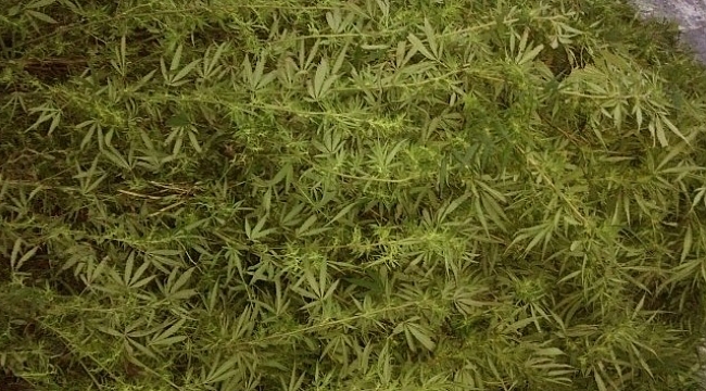 Biga'da uyuşturucu ve kaçak içki operasyon