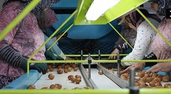 Ceviz İşleme Tesisi ekonomik yatırımlarla hayat buldu
