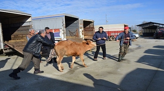 Genç çiftçilere damızlık düve dağıtıldı