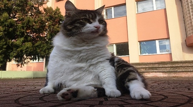 Kedinin anıtını dikecekler