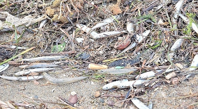 Çanakkale'de Karaya vuran gümüş balığı sürüsü martılara yem oldu