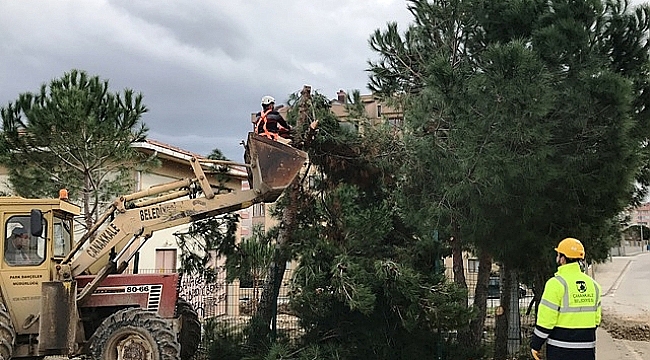 Çocuk parkı için ağaçları kestiler