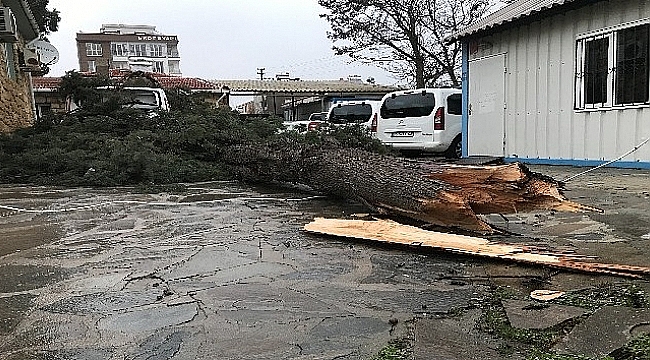 Şiddetli rüzgar ağaç devirdi
