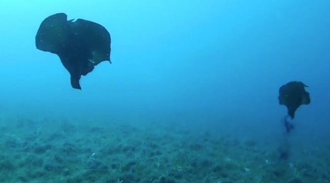 Çanakkale'de deniz tavşanı görüntülendi