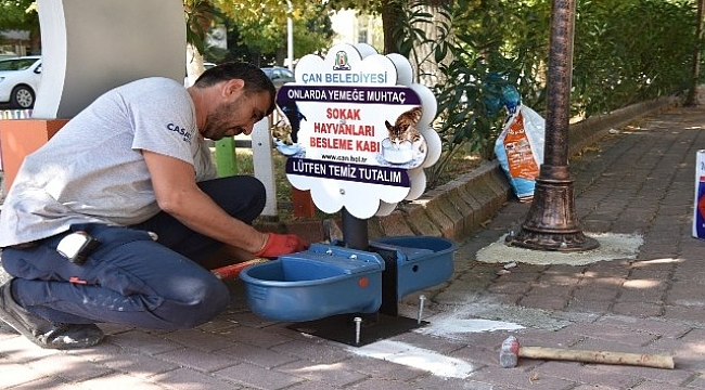 Çan Belediyesi'nden sokak hayvanları için duyarlı uygulama