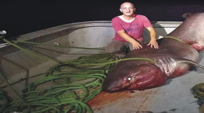 Çanakkaleli balıkçılar 5 metrelik köpek balığı yakaladı