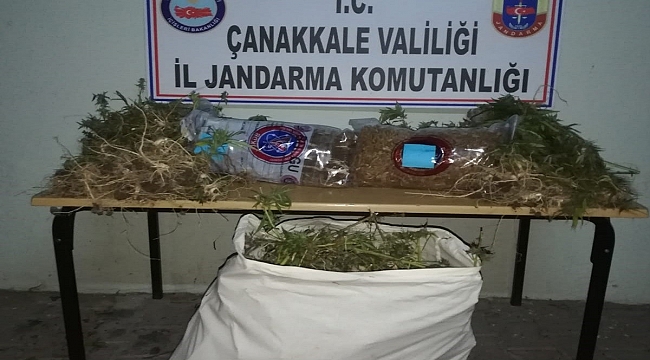 Çanakkale'de  kenevir operasyonu