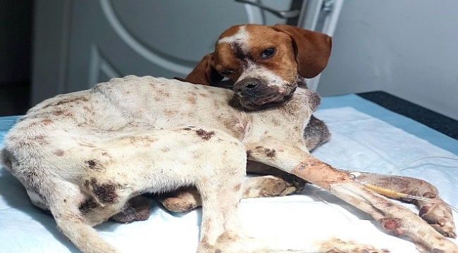 Hasta köpeği tedavi etmek için 450 kilometre yol gittiler