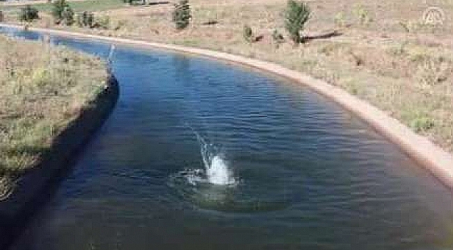 Sulama kanalına düşen domuz kurtarıldı