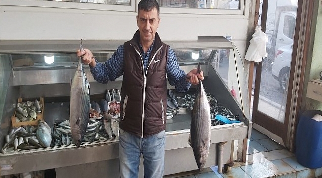 Torik 150 liradan tezgahlarda