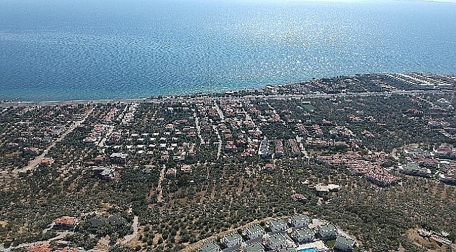 Sahildeki 2,5 milyon zeytinin kesilmesine tepkiler büyüyor