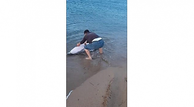 Çanakkale'de Sahile vuran yunus balığını kurtardı