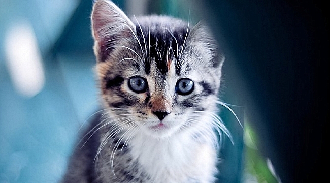 Yazlıkta mahsur kalan 20 kilogramlık kedi kurtarıldı