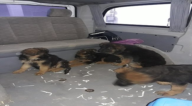 Edirne'de kaçak köpek yavrusu ve papağanlara el konuldu