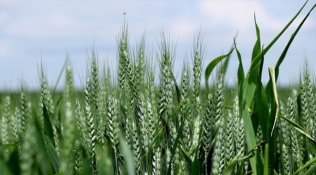 Açıklanan buğday alım fiyatları çiftçilerin yüzünü güldürdü
