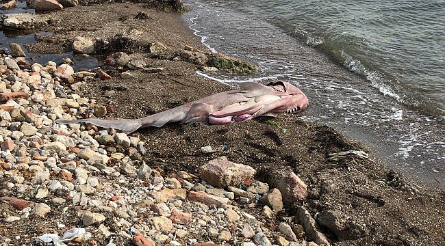 Çanakkale'de ölü altı solungaçlı köpek balığı kıyıya vurdu