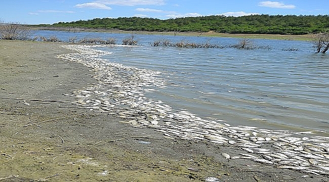 Çokal Barajı'nda çok sayıda ölü balık kıyıya vurdu