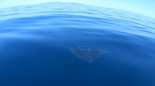 Nesli tehlike altında olan dev vatoz Gökçeada'da görüntülendi