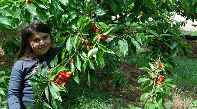 Bayramiç'te kiraz hasadı başladı