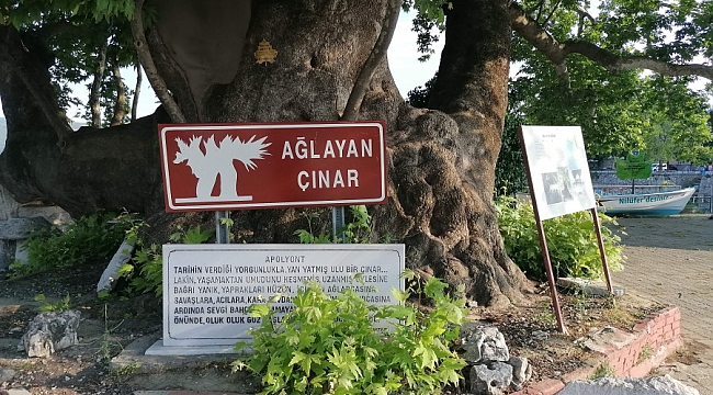 Bursa'da 700 yıllık çınarın 97 yıldır dinmeyen kanlı gözyaşları!