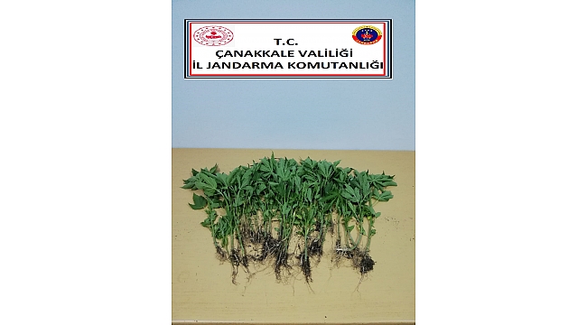 Çanakkale'de Yasadışı kenevir Ekimi