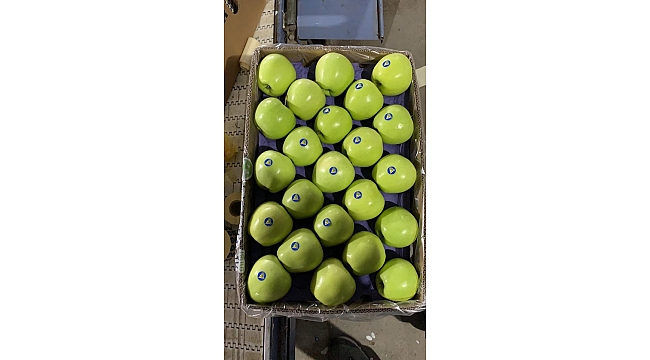 ERDOĞANLAR, ELMA İHRACATI İLE RUSYA PAZARINDA