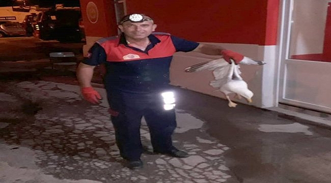 Gelibolu'da apartman boşluğuna düşen martıyı itfaiye kurtardı