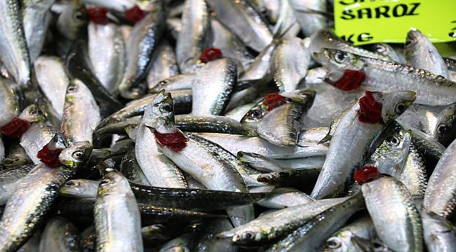 Oltayla yakalanan "sardalya", av yasağı döneminde tezgahları süslüyor