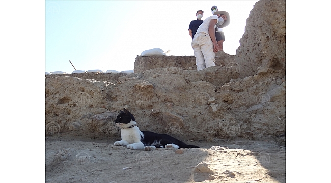 Arkeoloğun topraktan çıkarıp hayata döndürdüğü kedi kazı alanının maskotu oldu