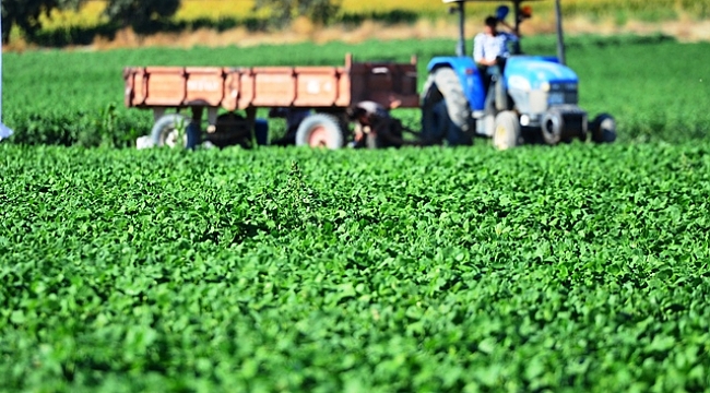 Çanakkale'nin kuru fasulye üretimini artıracak projede tohumlar bitkiye dönüştü