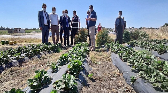 Biga Kadın Çiftçilerde Çilekli Bahçeler Projesi