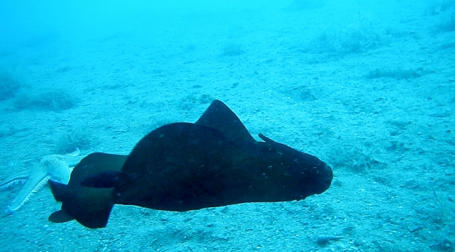 Saros Körfezi'nde "İspanyol dansçısı" balığı görüntülendi