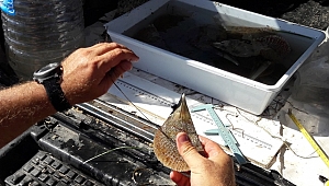 1915 Çanakkale Köprüsü'nün yapımında deniz canlıları duyarlılığı