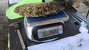 Akdeniz ve Ege'de deniz canlısı 