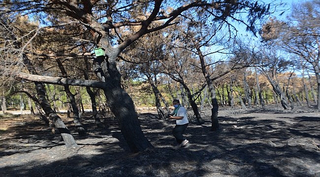 Ayvalık'ta yanan orman arazilerinde ağaçlandırma çalışmaları yapılacak