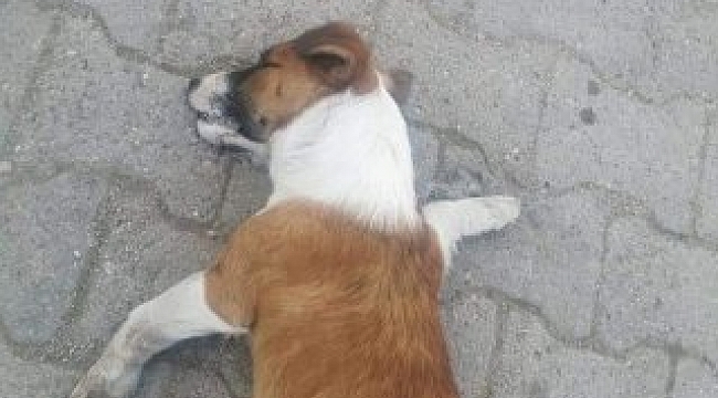 Çanakkale'de sokak köpeklerinin zehirlenerek öldürüldüğü iddiası