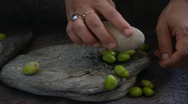 Edremit Körfezi'nde zeytinde "kırma" mesaisi başladı