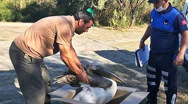 Gelibolu'da bitkin halde bulunan pelikan koruma altına alındı