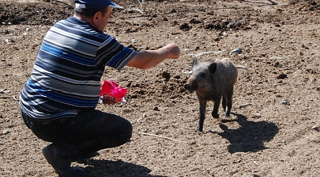 Köpek saldırısından kurtardığı yaban domuzu yavrusunu evcilleştirdi