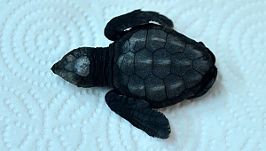 Marmara'da yumurtadan çıkan yavruların bulunduğu 