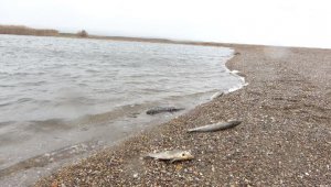 Ayvacık'ta çay ile denizin birleştiği noktada balık ölümleri