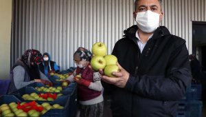 Bayramiç'in meşhur elmasına yoğun talep